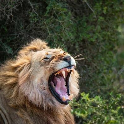 Addo Elephant National Park Full Day Safari with Braai Lunch