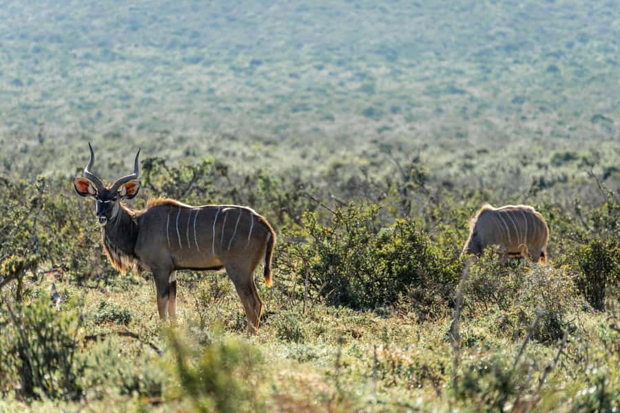 Addo Elephant National Park Full Day Safari with Braai Lunch - A braai lunch that is part of the experience