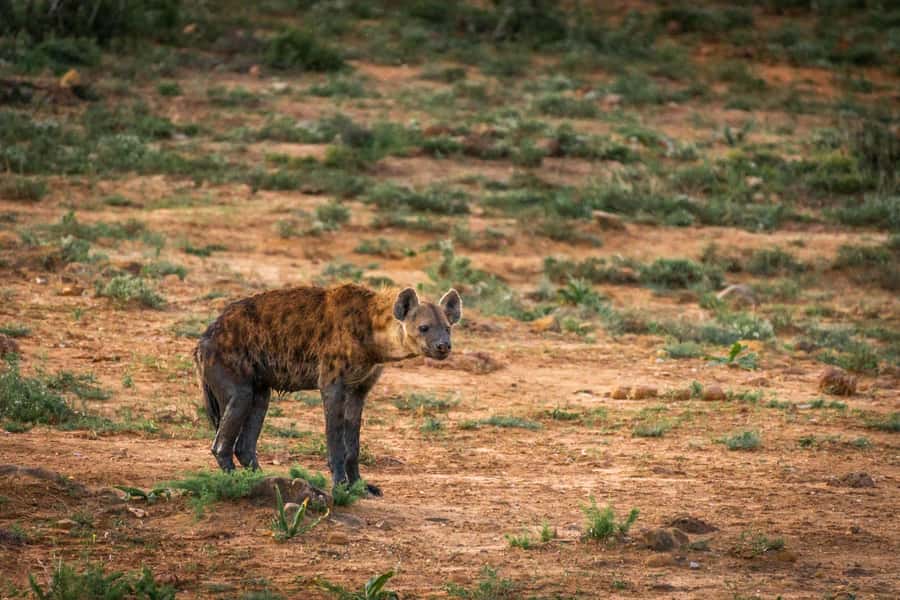 Addo Elephant National Park Full Day Safari with Braai Lunch - Afternoon waterholes and elephant watching