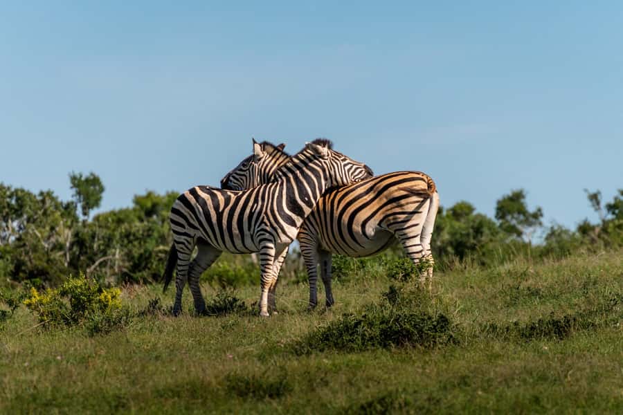 Addo Elephant National Park Full Day Safari with Braai Lunch - What the $208 price really covers
