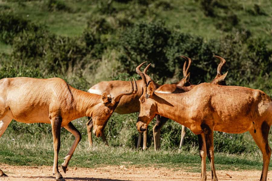 Addo Elephant National Park Full Day Safari with Braai Lunch - The small details that make the day easier