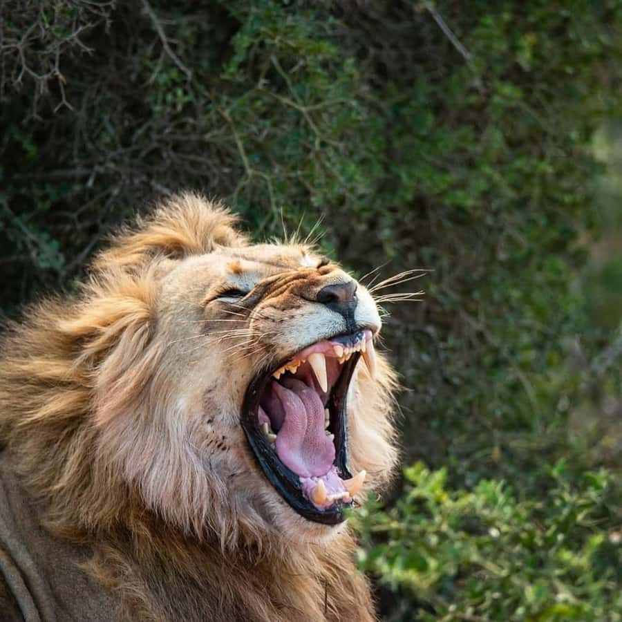 Addo Elephant National Park Full Day Safari with Braai Lunch - Why the early morning drive matters