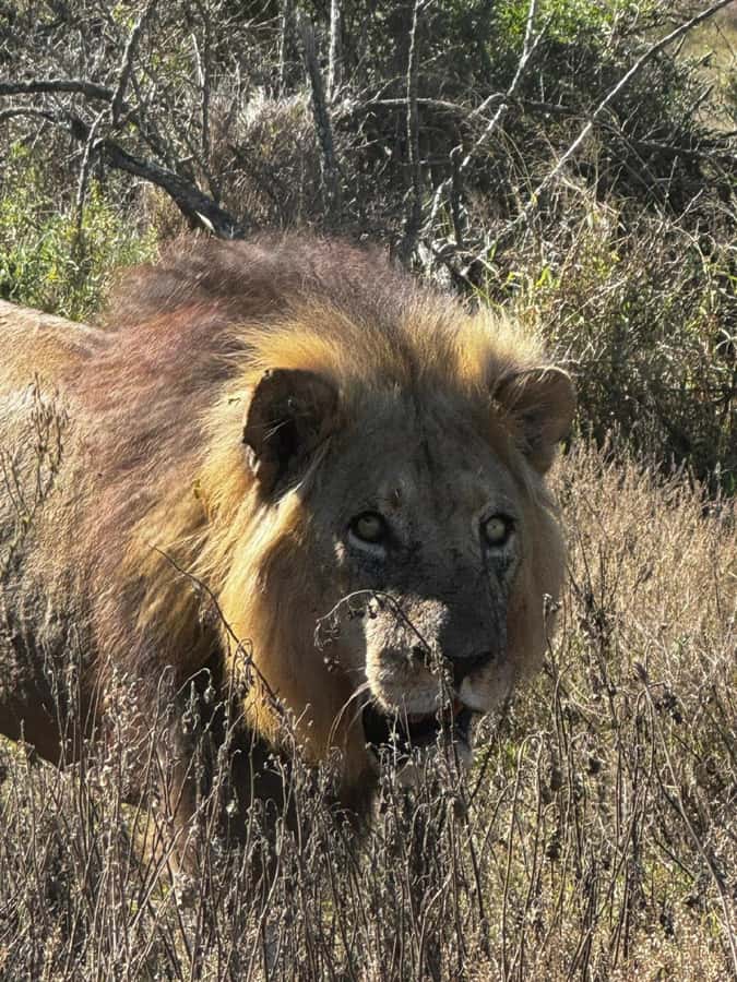 Addo Elephant National Park: Full-Day Safari with Lunch - Why Addo is a strong elephant park choice