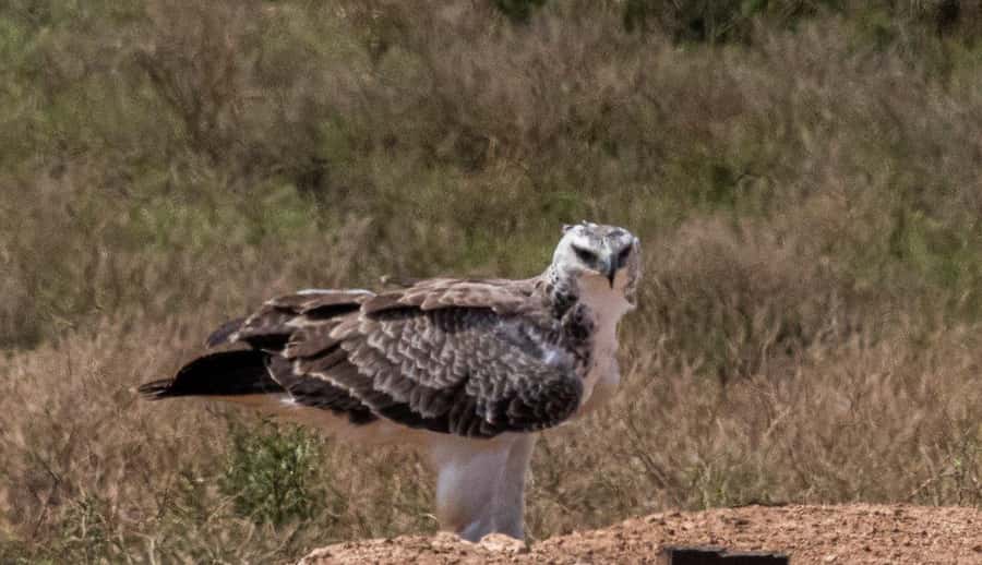 Addo Elephant National Park: Full-Day Safari with Lunch - Entering the park and settling into the safari