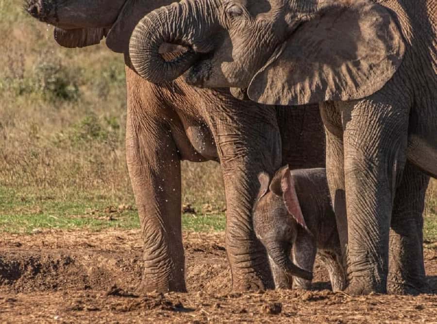 Addo Elephant National Park: Full-Day Safari with Lunch - How the $186 price works for you
