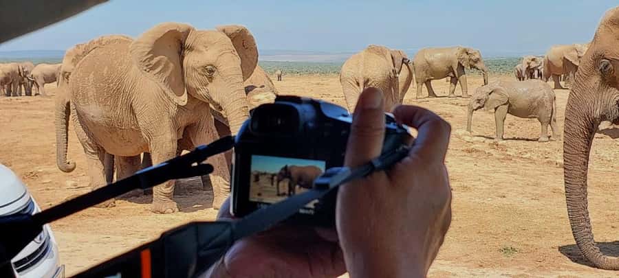 Addo Elephant National Park: Full-Day Safari with Lunch - Pickup from Port Elizabeth, the harbour, or the airport