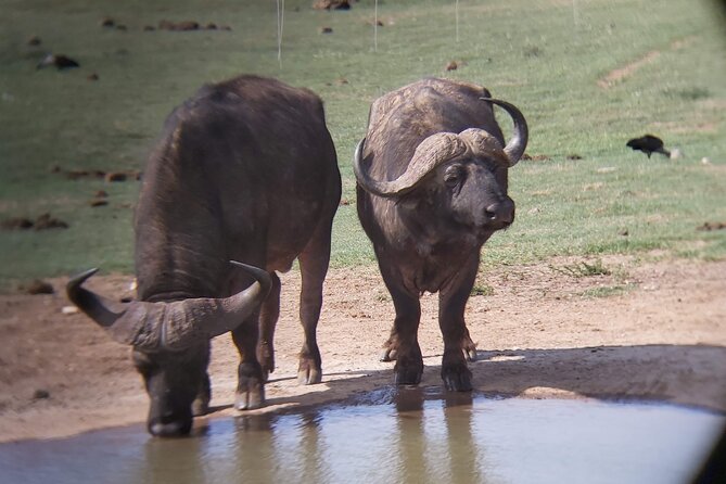 Addo Elephant National Park Full Day Safari - The first game drive: elephants, zebra, and the search
