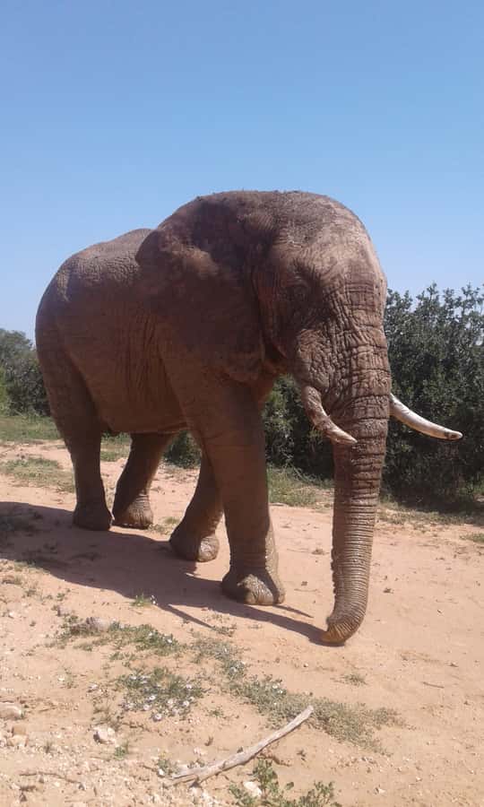 Addo Elephant National Park Game Drive Day Tour With Lunch - Key points before you book