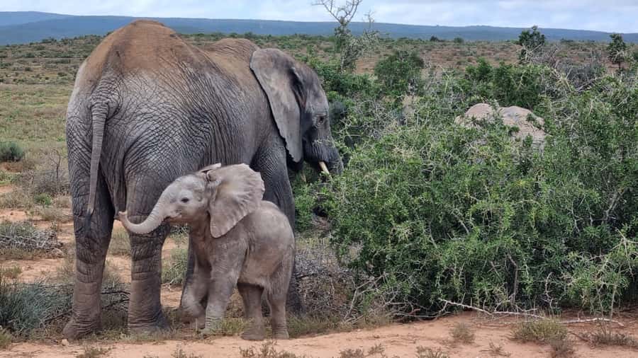 Addo Elephant National Park Game Drive Day Tour With Lunch - The first 2.5 hours inside Addo