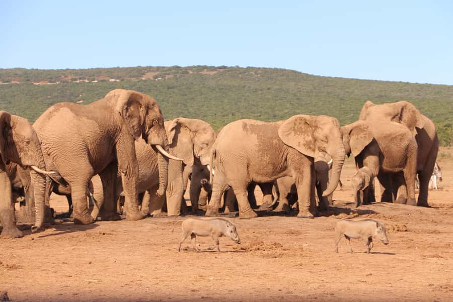 Addo Elephant National Park Game Drive Day Tour With Lunch - A lookout stop with drinks and snacks