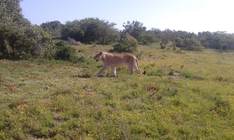 Addo Elephant National Park Game Drive Day Tour With Lunch - The second drive and the route toward lunch