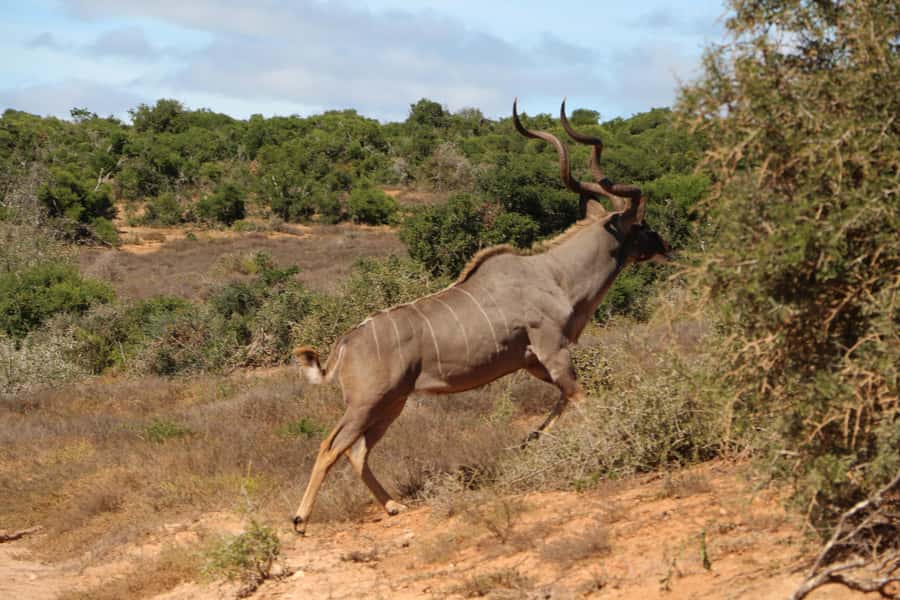 Addo Elephant National Park Game Drive Day Tour With Lunch - The final three-hour game drive