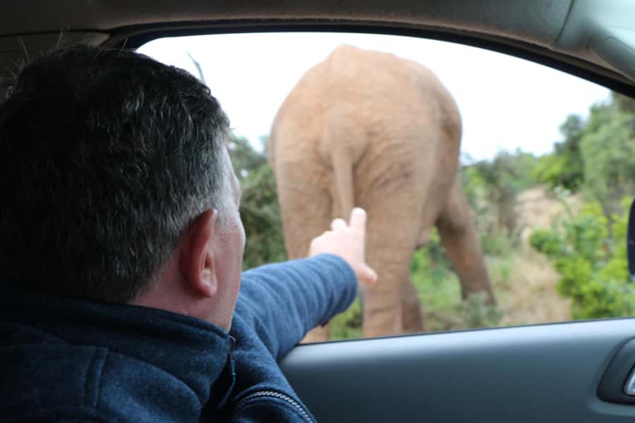 Addo Elephant National Park Game Drive Day Tour With Lunch - Returning to your accommodation