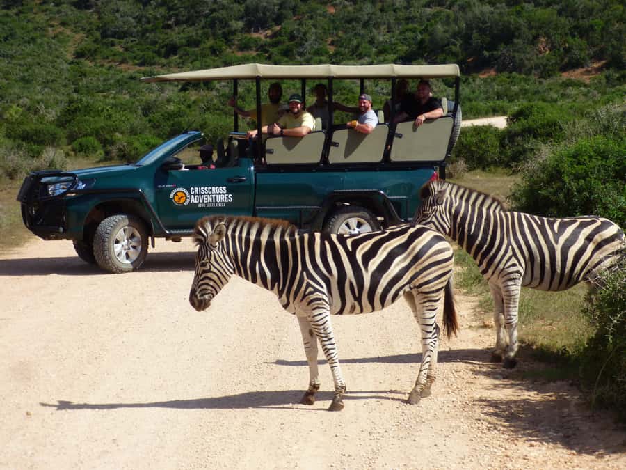 Addo Elephant National Park: Guided Half-Day Safari - Key points to know before booking