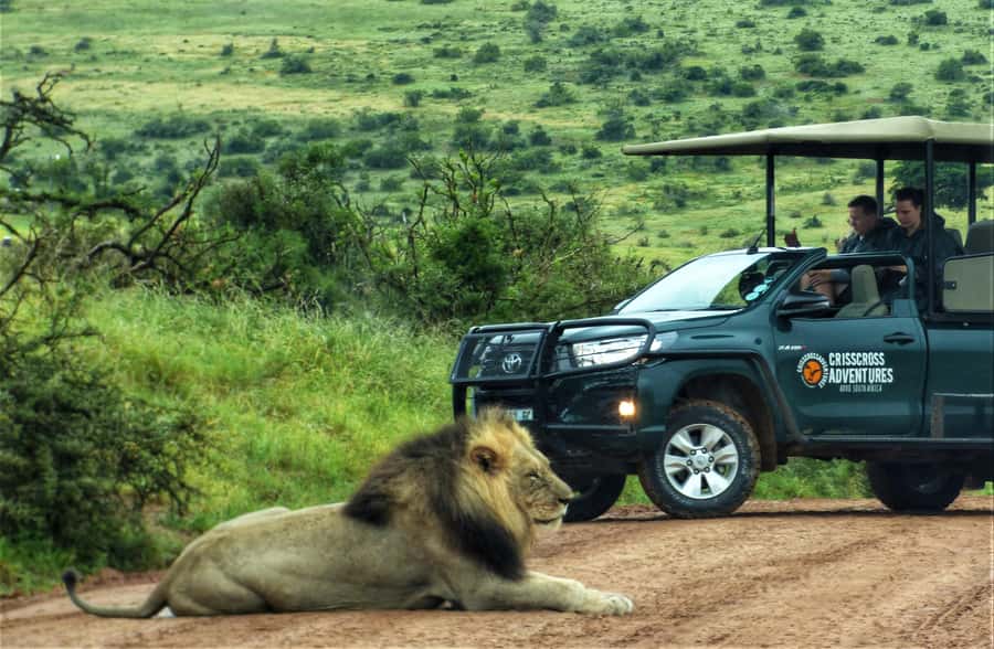 Addo Elephant National Park: Guided Half-Day Safari - Starting at Chrislin African Lodge at 8:30 am