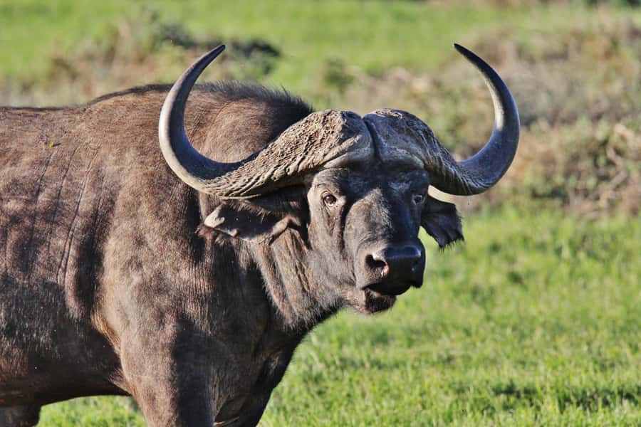 Addo Elephant National Park: Guided Half-Day Safari - Looking for elephants, zebra, and the rest of Addo