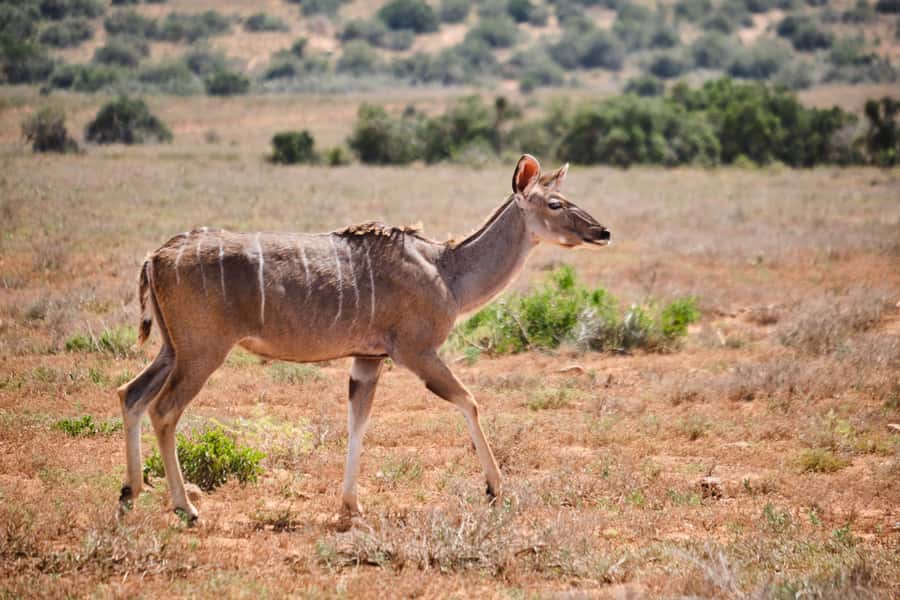 Addo Elephant National Park: Guided Half-Day Safari - What the guide adds to four hours in the park