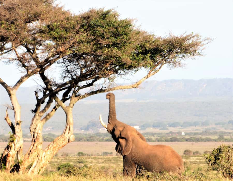Addo Elephant National Park: Guided Half-Day Safari - The real price: $82 plus R580