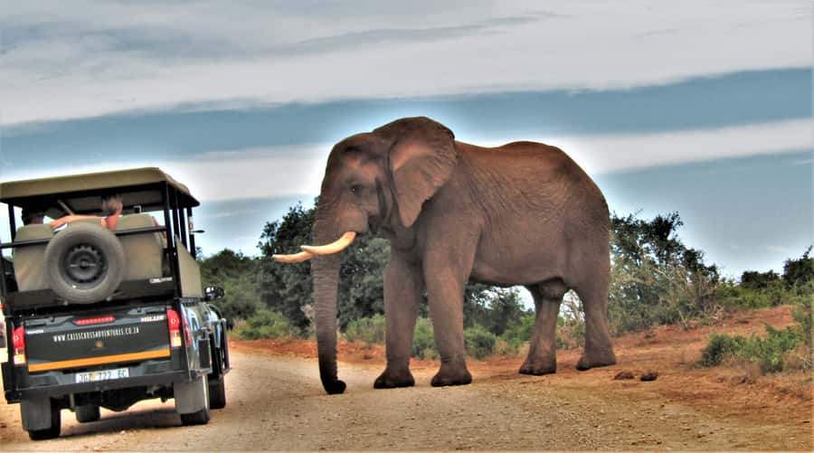 Addo Elephant National Park: Guided Half-Day Safari - Weather, comfort, and what to pack