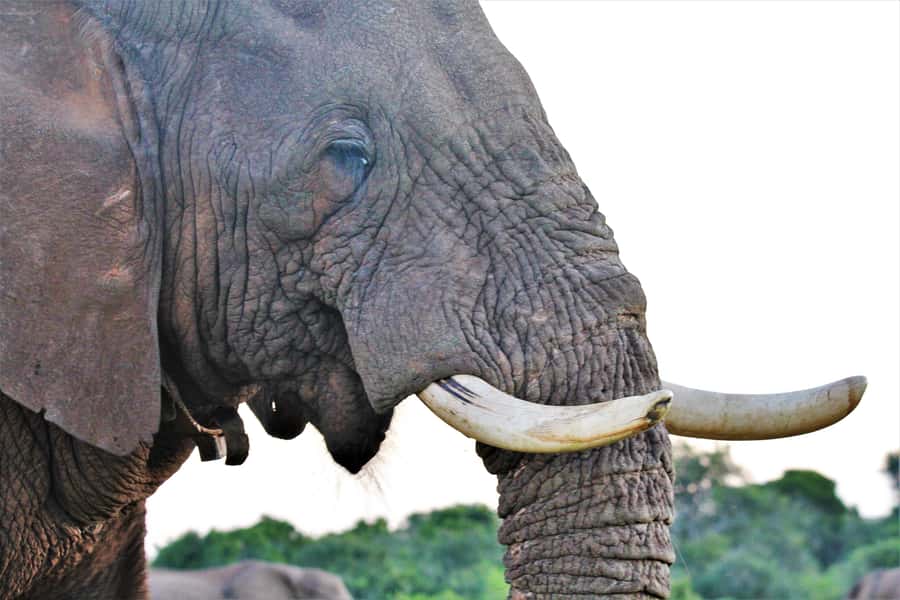 Addo Elephant National Park: Guided Half-Day Safari - Should you book the four-hour Addo safari?