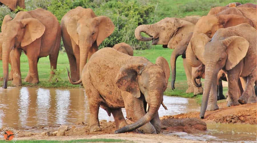 Addo Elephant National Park: Guided Half-Day Safari - Riding in an open vehicle through Addo