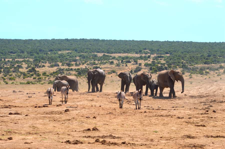 Addo Elephant National Park: Half Day Private Safari - Key points at a glance
