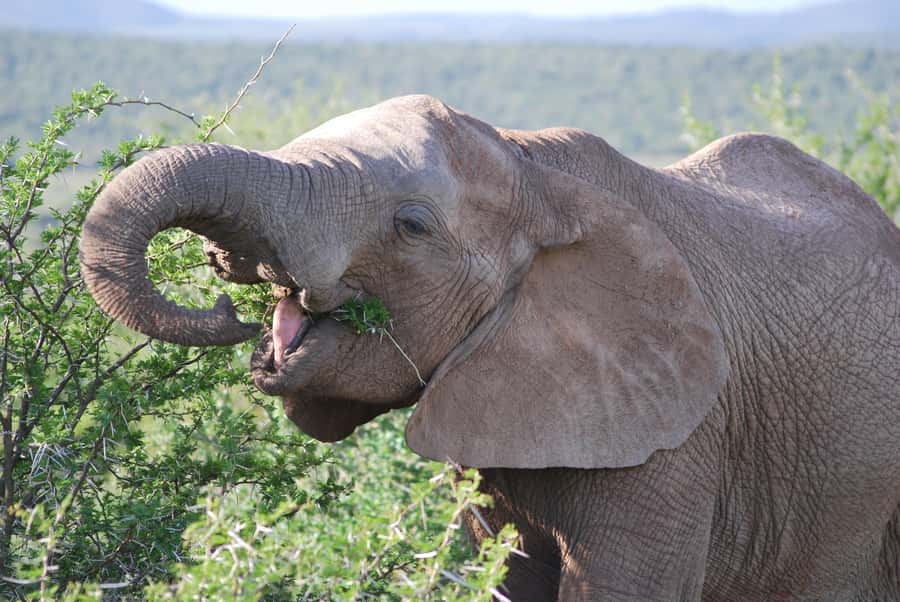 Addo Elephant National Park: Half Day Private Safari - Why a private Addo safari makes sense