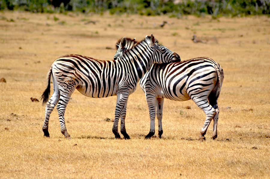 Addo Elephant National Park: Half Day Private Safari - Five hours inside Addo Elephant National Park