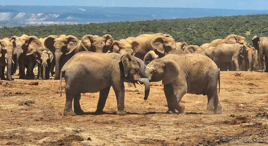 Addo Elephant National Park: Half Day Private Safari - The guide can shape the whole day