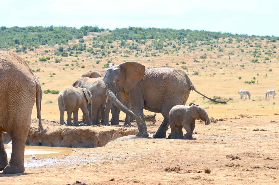 Addo Elephant National Park: Half Day Private Safari - Cancellation and booking flexibility