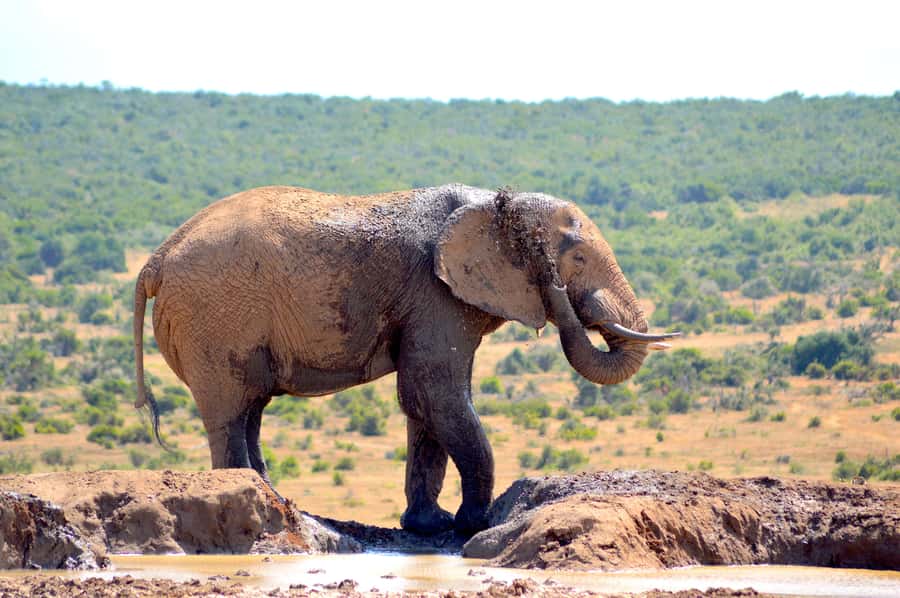 Addo Elephant National Park: Half Day Private Safari - Pickup in Addo and the ride to the park