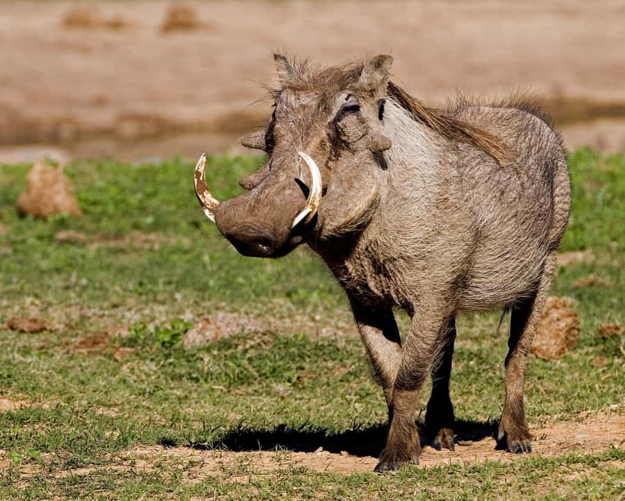 Addo Elephant National Park Half-Day Safari - Who Should Book This Addo Safari?