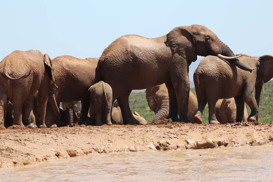 Addo Elephant National Park Half-Day Safari - Why Addo Is A Strong Safari Choice Near Gqeberha