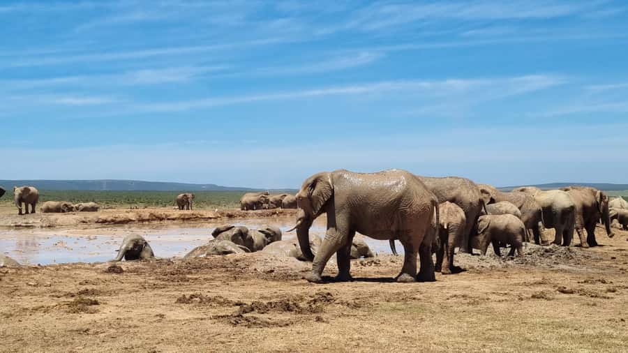 Addo Elephant National Park Half-Day Safari - Five Hours Inside Addo Elephant National Park