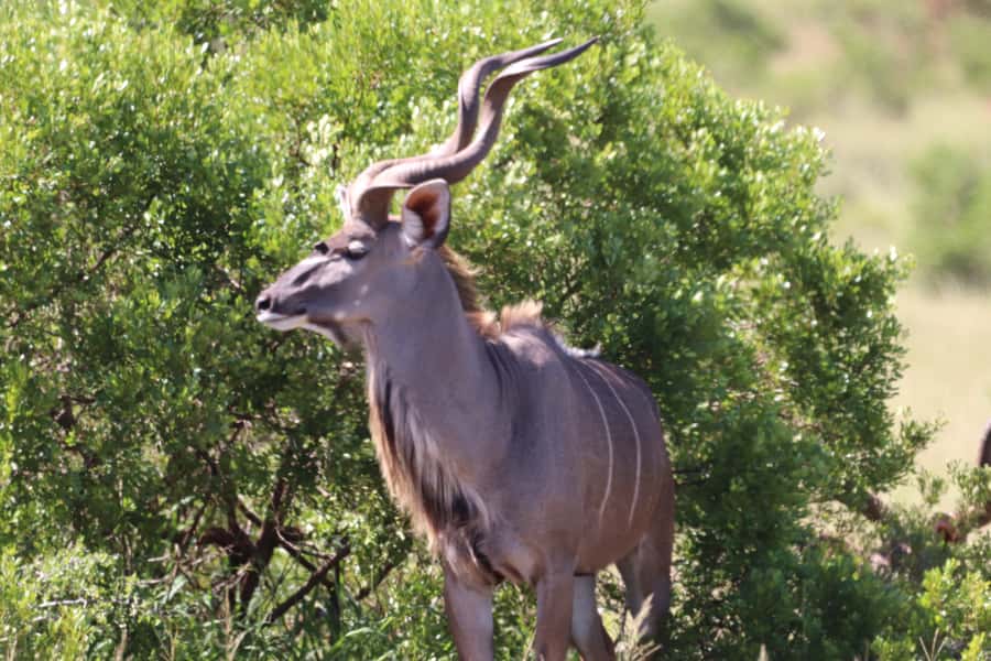 Addo Elephant National Park Half-Day Safari - Elephants, Buffalo, Lions, And The Big 5
