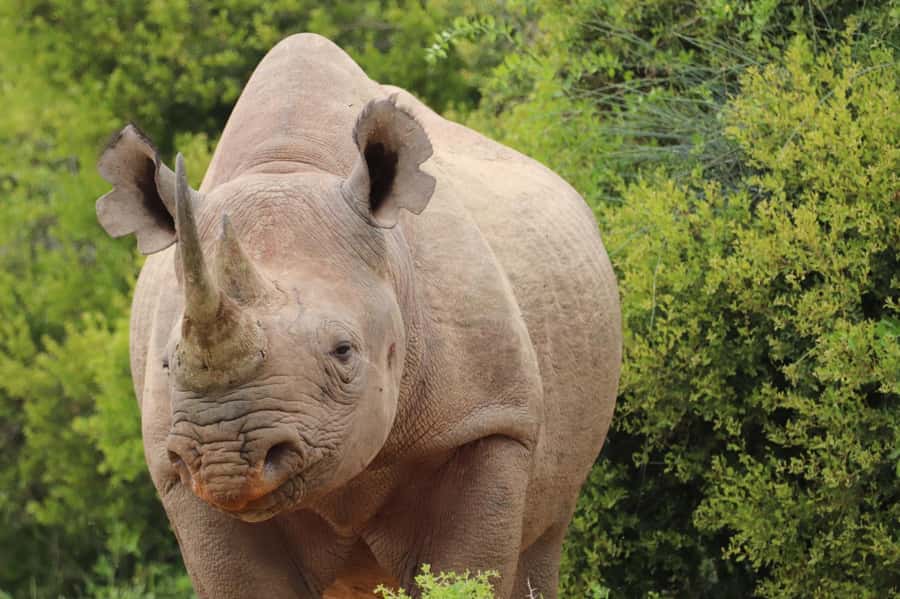 Addo Elephant National Park Half-Day Safari - A Guide Makes The Short Safari More Useful