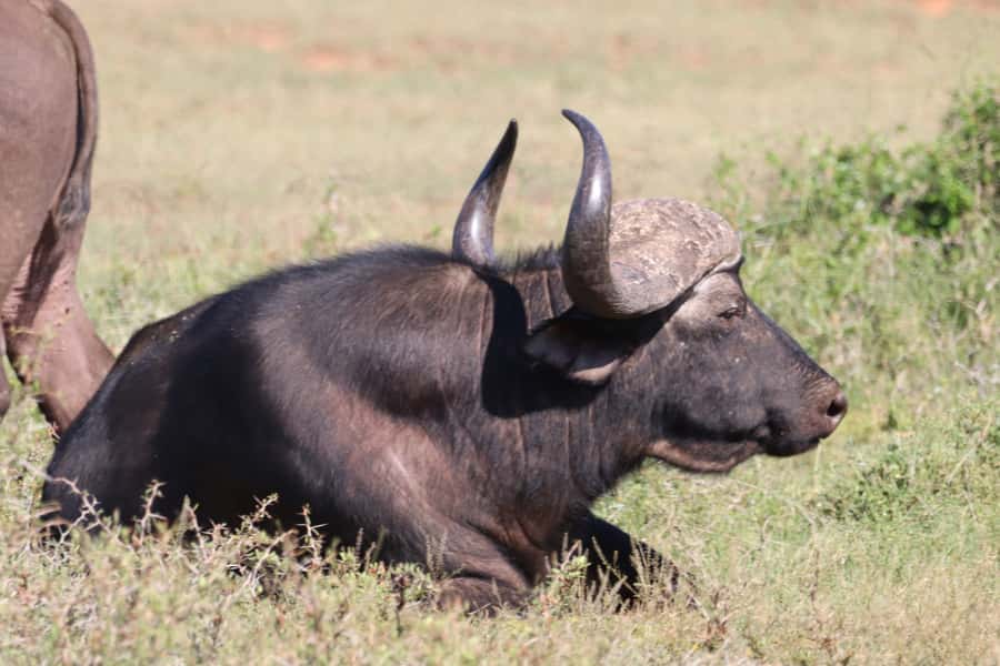 Addo Elephant National Park Half-Day Safari - What The $158 Price Really Covers