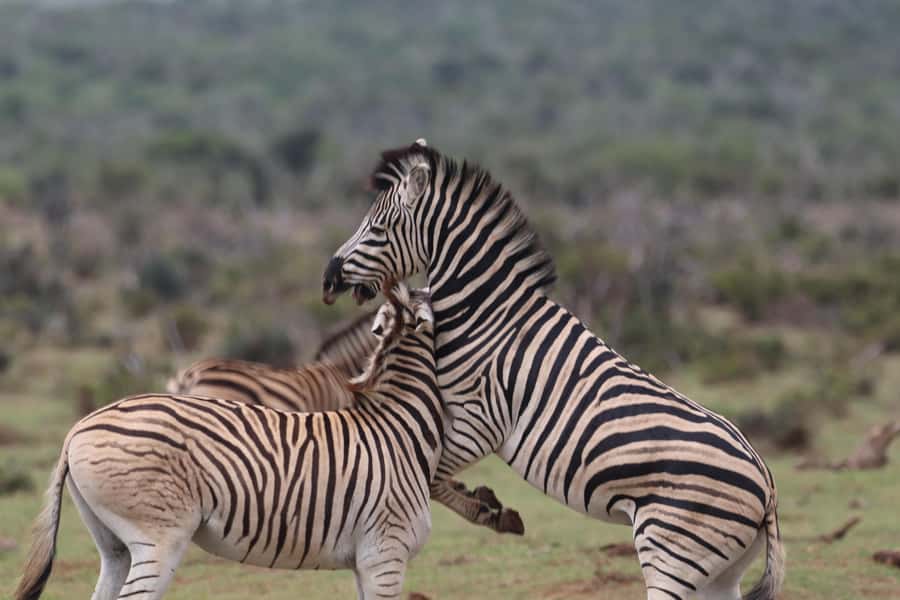 Addo Elephant National Park Half-Day Safari - Comfort, Group Size, And Physical Limits