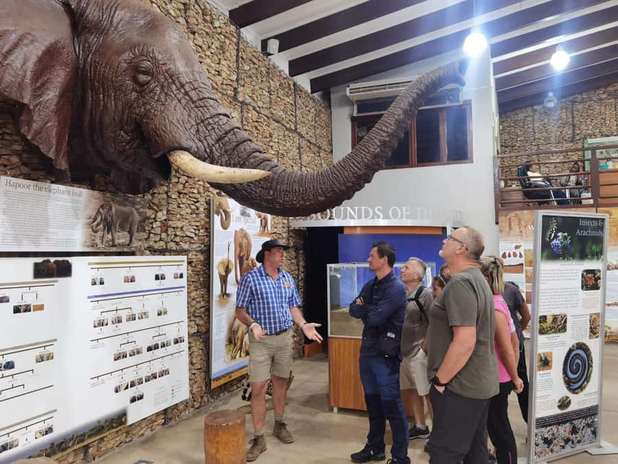 Addo Elephant National Park Half-Day Safari - Morning Pickup From Port Elizabeth, Colchester, Or South Gate