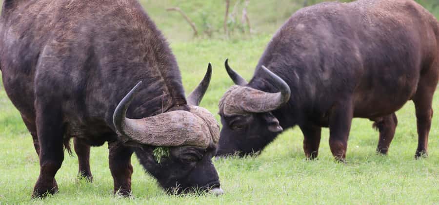 Addo Elephant National Park Private Full-Day Safari - Lunch in the heart of the park