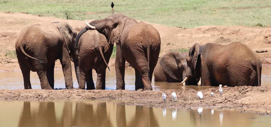 Addo Elephant National Park Private Full-Day Safari - Afternoon wildlife around plains and water