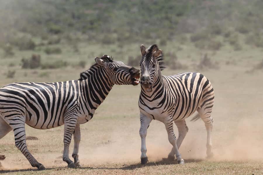 Addo Elephant National Park Private Full-Day Safari - How the $280 price works in practice