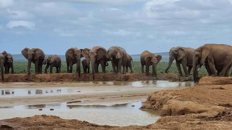 Addo Elephant National Park Private Full-Day Safari - Morning pickup from Port Elizabeth, Colchester, or Addo