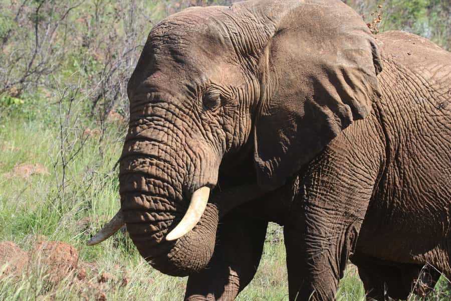 : Addo Elephant National Park Safari Half Day - Key details that shape the Addo experience