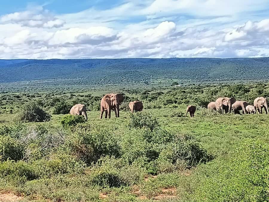 : Addo Elephant National Park Safari Half Day - Why Addo works well for a short safari