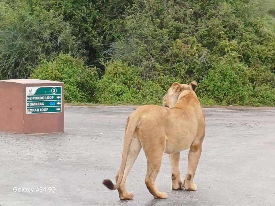 : Addo Elephant National Park Safari Half Day - South Gate is your first useful stop