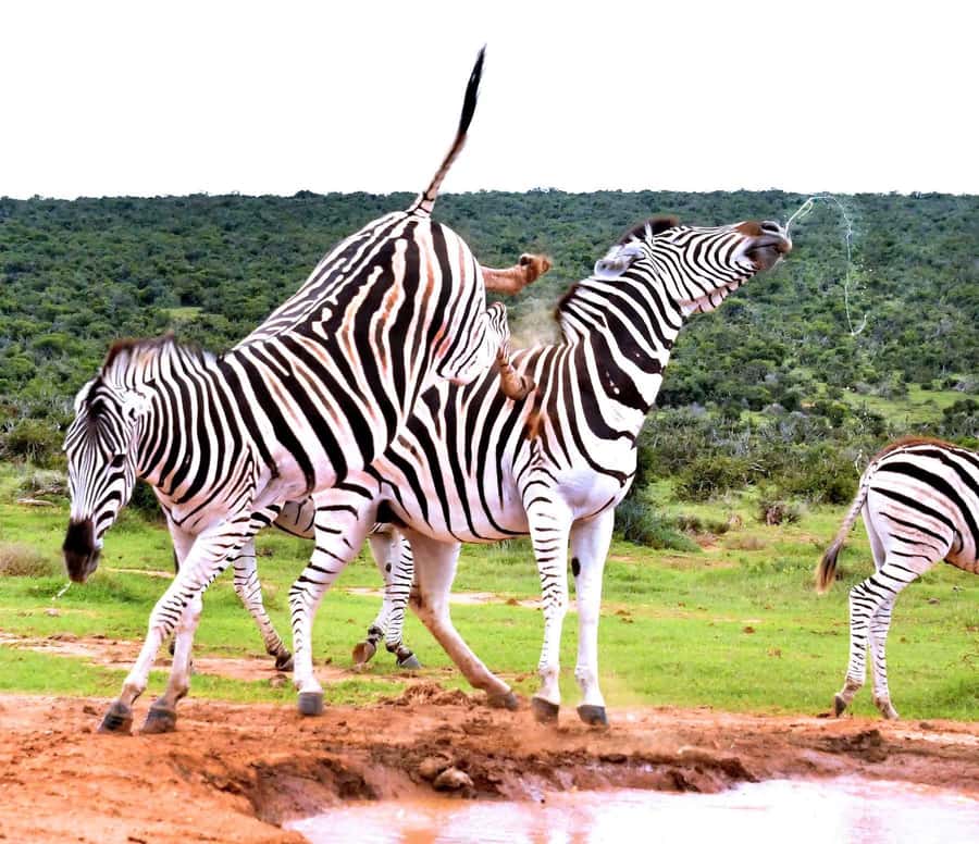 : Addo Elephant National Park Safari Half Day - What you are most likely to see