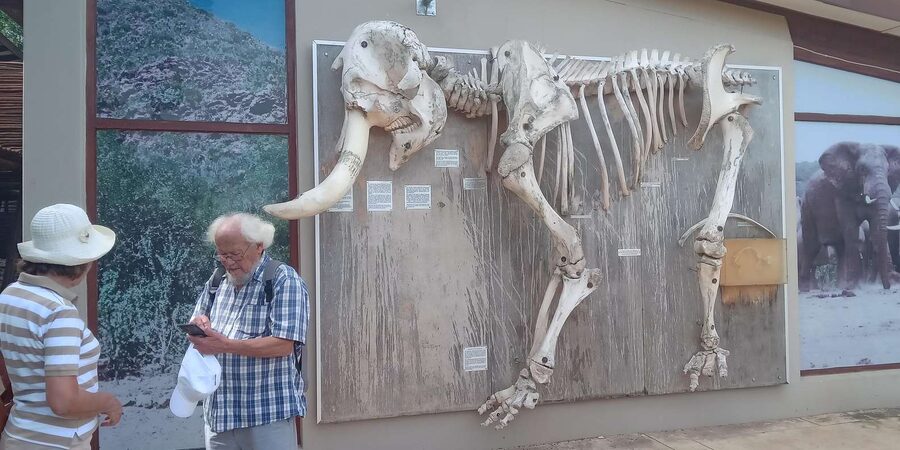 : Addo Elephant National Park Safari Half Day - Guides can make a short drive feel personal
