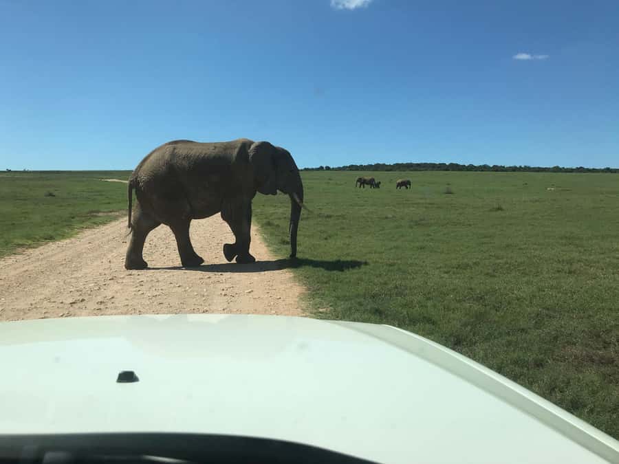 : Addo Elephant National Park Safari Half Day - Who should book this Addo safari?