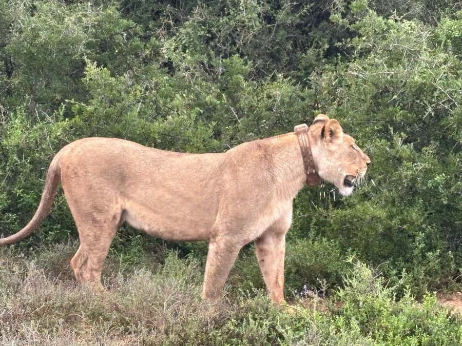 : Addo Elephant National Park Safari Half Day - Pickup in Port Elizabeth and the ride to Addo